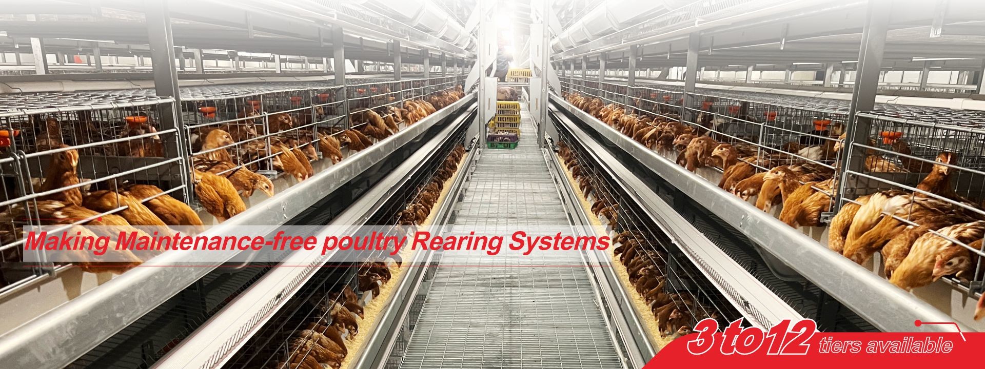 คุณภาพ ระบบแบตเตอรี่กรงสัตว์ปีก โรงงาน