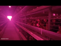 ระบบการกําจัดหมักไก่อัตโนมัติพื้นที่ใหญ่ สําหรับกรงแบตเตอรี่ไก่ผู้ปลูก