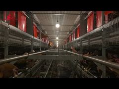 Large-Cage Enriched Colony System 1