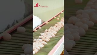 ฟาร์มร็อบ | ระบบเก็บไข่ที่เสถียร ออกแบบและผลิตโดย Farmrob #poultryfarm #chicken