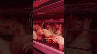 ฟาร์มร็อบ | ชีวิตไก่อย่างมีความสุข #poultryfarm #manufacturing#