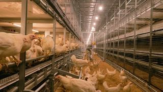 2- Farmrob cage -free system